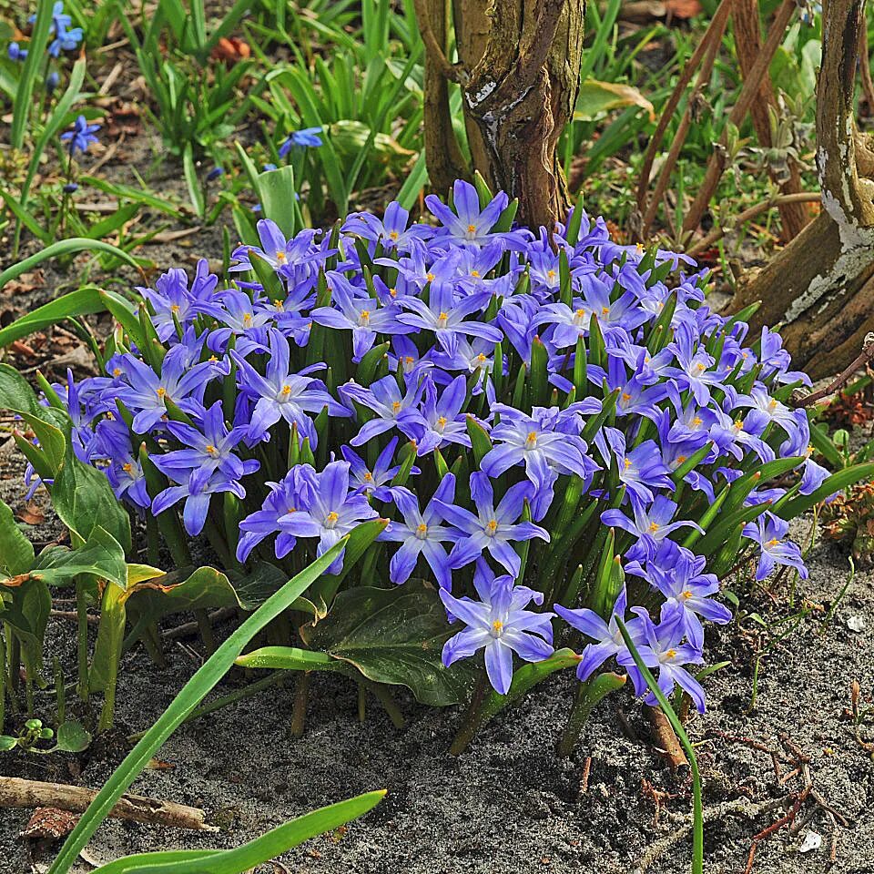 гиацинт лувр. мускари plumosum. амаркринум цветок. крокус, тюльпан, гиацинт, нарцисс, рябчик. аллиум меркуриус.