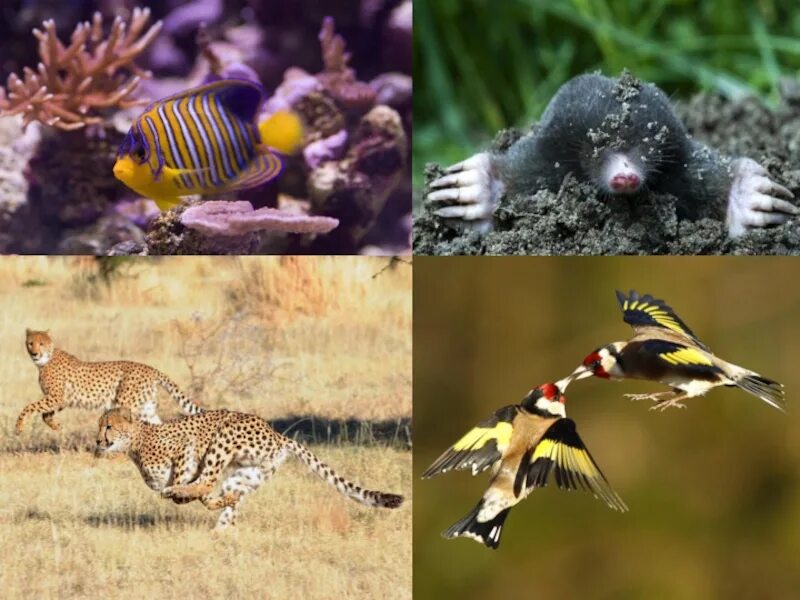 Среды обитания животных. Животные по средам обитания. Наземно воздушные животные. Наземные обитатели.