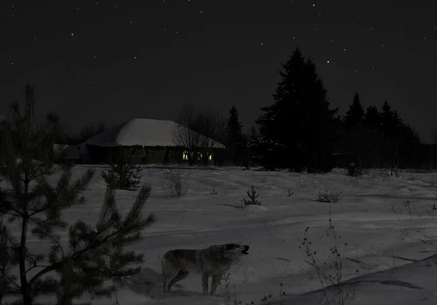 волки зимой в деревне. бровар яков иванович (1864-1941 г. волки около домов. охота волков на собак в кировской области. волки в деревне.