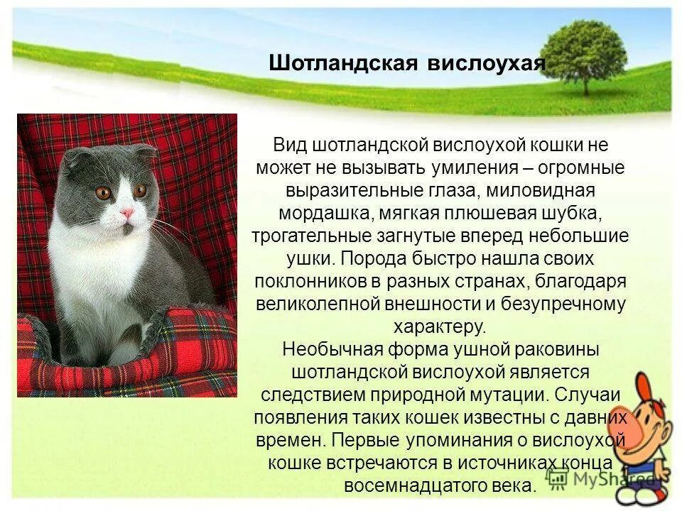 Чем кормить шотландского вислоухого котенка. Как правильно кормить котенка 2. Интересные факты о шотландских вислоухих. Кормление котят по месяцам шотландец вислоухий. Чем кормить шотландского вислоухого котенка.