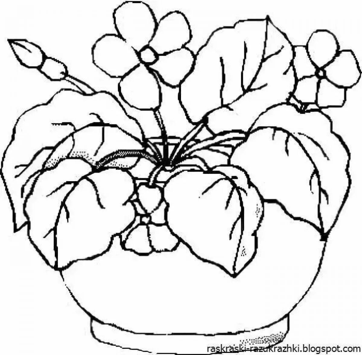 Узамбарская фиалка рисунок. Комнатные растения раскраска. Раскраска комнатные растения для детей. Раскраски комнатных цветов для детей. Рисование комнатных цветов