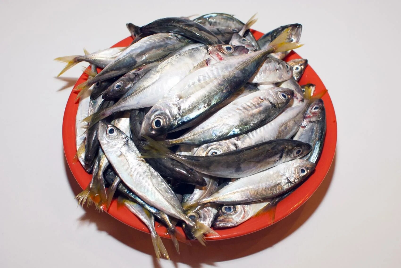 окунь ерш плотва щуки. виды морской рыбы для еды фото и названия. название речных и озерных рыб. 5 речных рыб. треска gadus morhua.