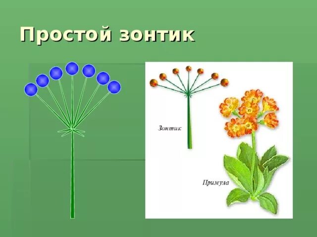 Строение соцветия зонтик. Растения с соцветием зонтик. Биология соцветие зонтик. Строение соцветия сложный зонтик.