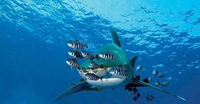 Рыбка лоцман. Рифовая акула. Рыба лоцман. Лонгиманус акула. Рифовая акула и рыба-лоцман.