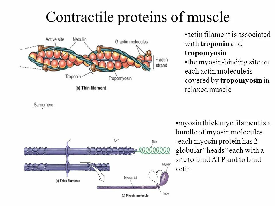 Актин и миозин. Frnbycdzpsdf.OBT ,tkrb. Contractile Proteins. Лейкоциты актин и миозин. Миозин мышечной ткани