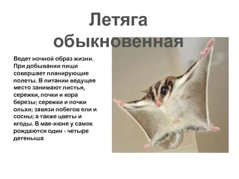 Белка летяга доклад 4 класс окружающий. Белка летяга красная книга краткое описание для детей. обыкновенная летяга описание. белка летяга красная книга ленинградской области. обыкновенная летяга красная книга.