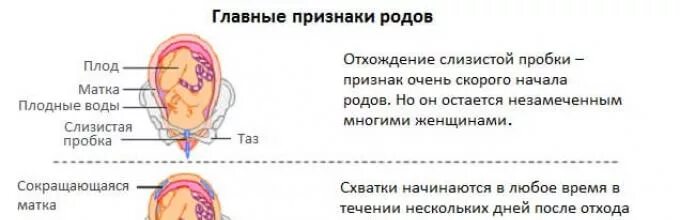 40 неделя беременности а родов нет форум. Пробка при беременности. отходит пробка при беременности. пробка перед родами у первородящих. отошла пробка перед родами у первородящих.