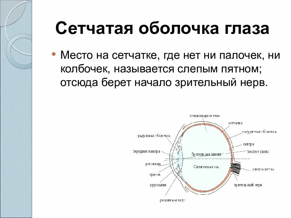 Слепое пятно расположено в месте где. Оболочки глаза. Где сетчатая оболочка. Сетчатая оболочка глаза название. Слепое пятно это место выхода зрительного нерва.