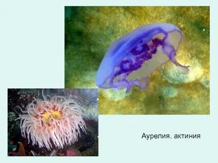 Кто живет в черном море