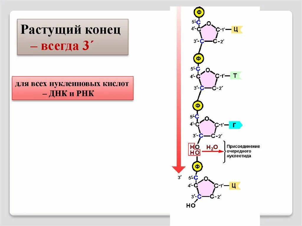 Днк штрих концы. ДНК ТРНК РНК 5 3. Строение макромолекулы РНК. Структура макромолекулы РНК. Концы ДНК И РНК.