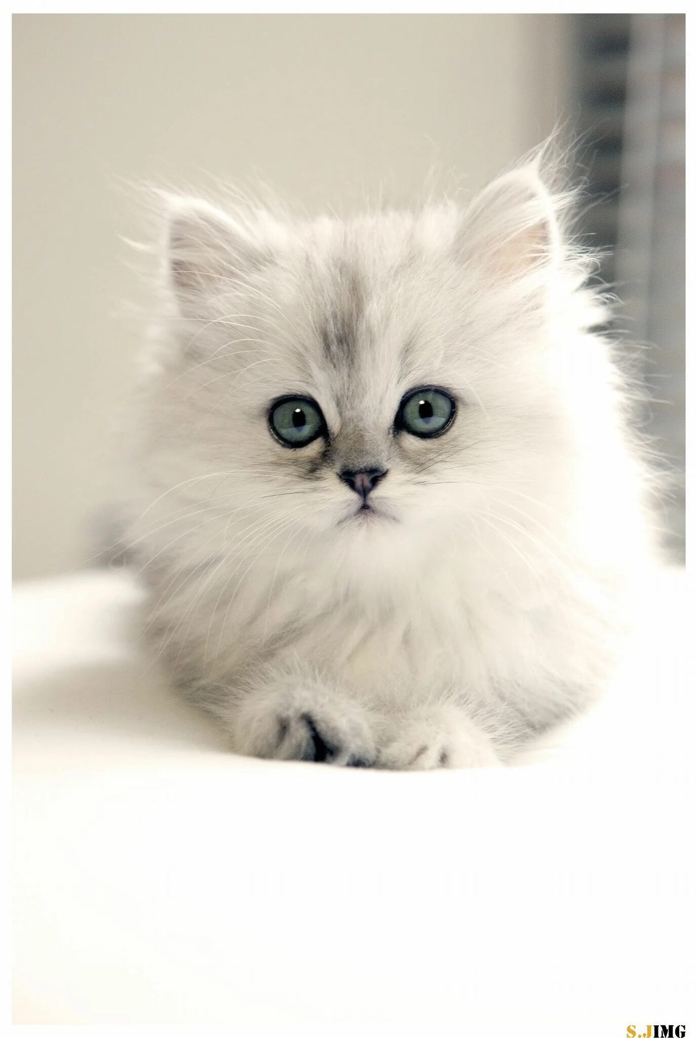 Рэгдолл рыжий. Красивые котики. Красивые кошечки. Белый котик. Очень красивая киса.