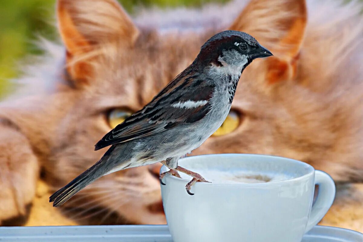 Утро птички. Доброе утро птички. С добрым утром птички. Птичка с кофе. Добрый день птички