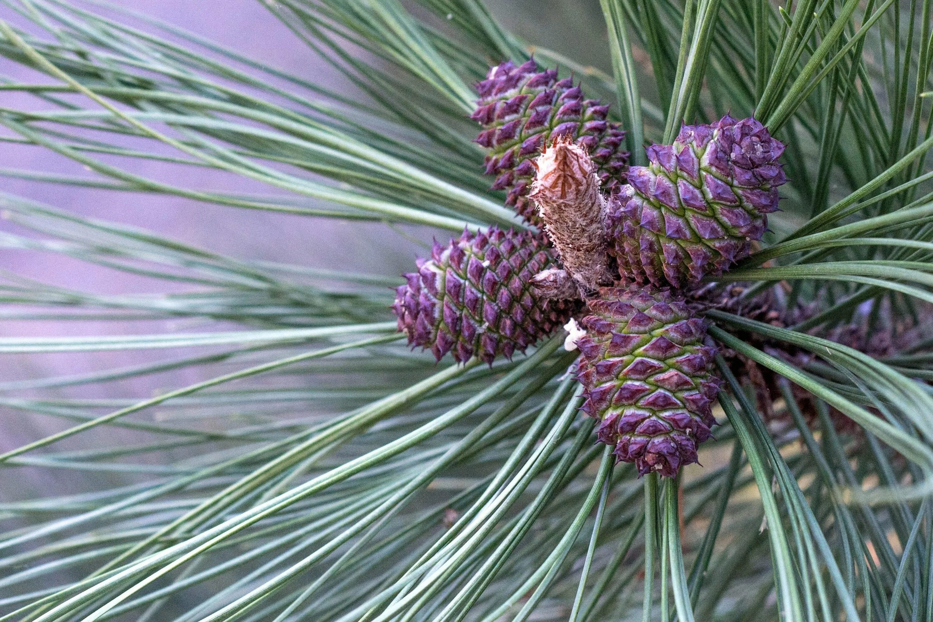 Хвойная 70. Сосна Бунге шишка. Pinus bungeana. Сосна Жеффрея. Южная сосна Бунге.