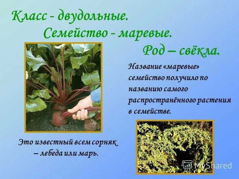 Одно из названий самого распространенного
