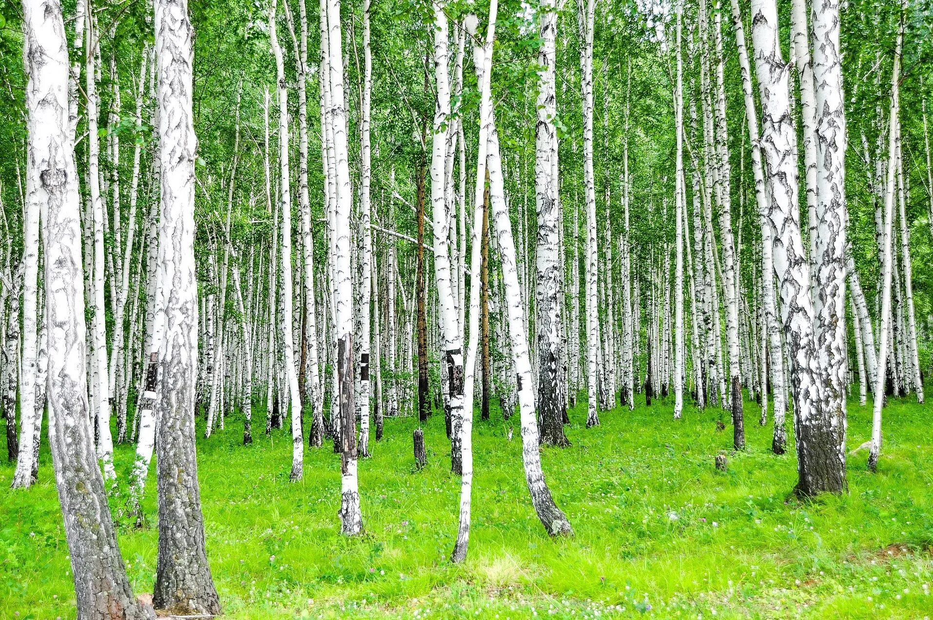 Березки свердловская область