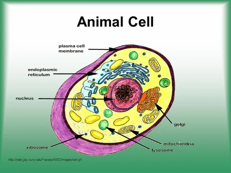 Cell java. Animal cell. animal cell structure. animal cell organelles. animal cell plant cell functions.