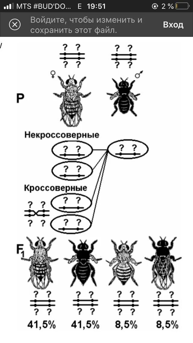 Сцепленное наследование Морган дрозофила. Хромосомная теория наследственности скрещивание дрозофил. Скрещивание мухи дрозофилы схема.