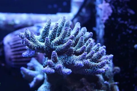 Представители коралловых полипов