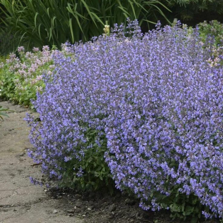 Котовник фассена nepeta. Котовник фассена (nepeta faassenii). котовник фассена purrsian blue. котовник фассена blue wonder. котовник фассена (nepeta faassenii `kit cat`).