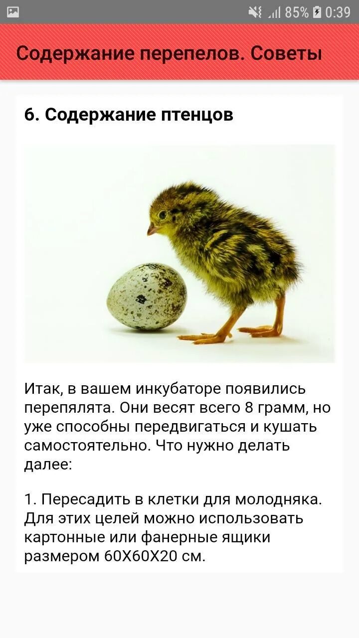 Температура содержания перепелов. Содержание перепелов. температура для перепелок. содержание перепелок. перепела условия содержания и температура.