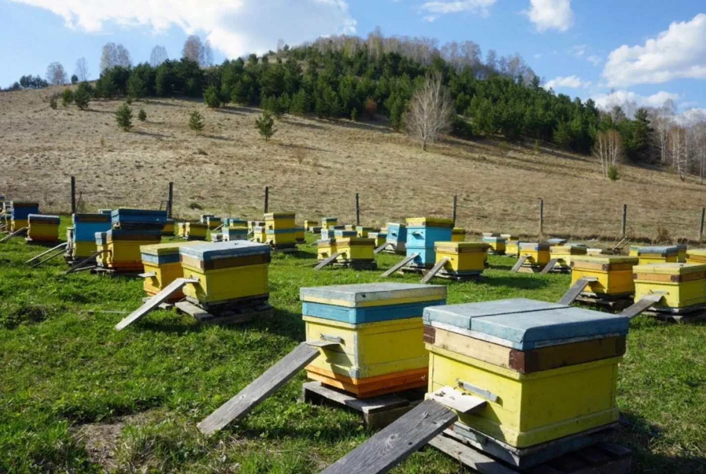 Алтайская пасека Плюта. Экскурсионная пасека пчелиная усадьба. Пасека Алтайский край Белокуриха. Пасека Пчелка горный Алтай. Купить пчел в башкирии