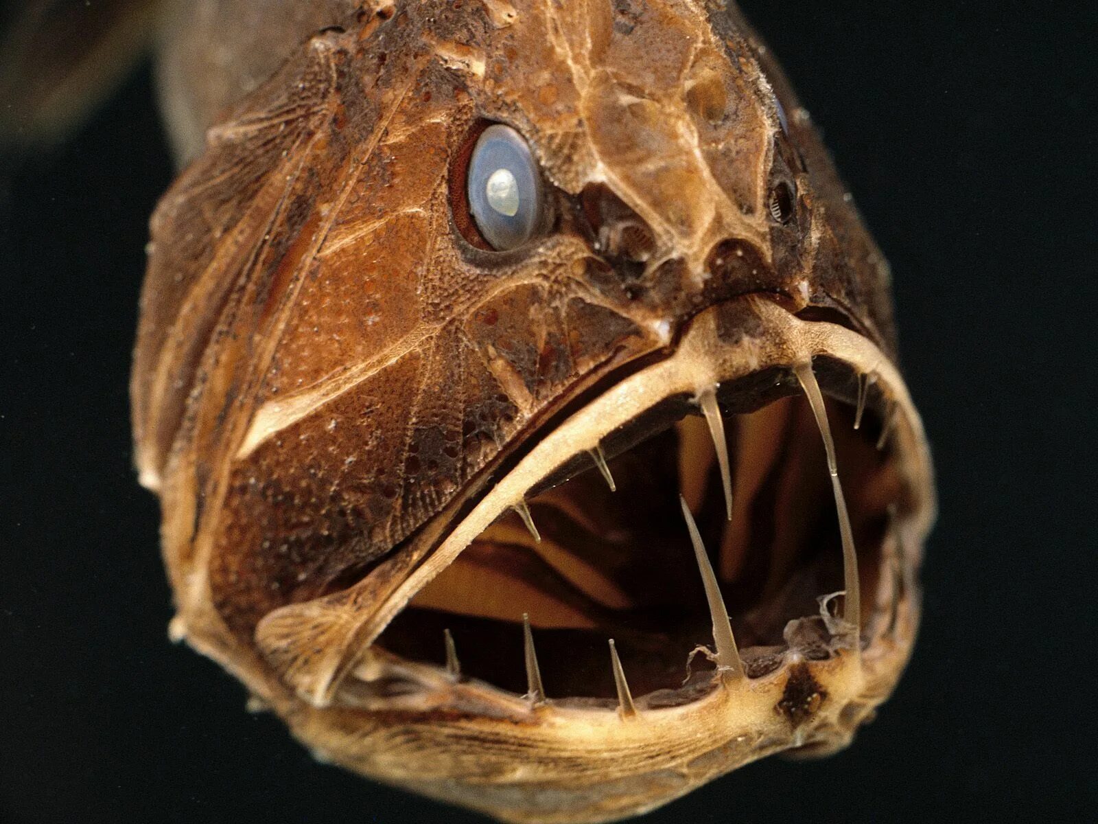 Scary fish
