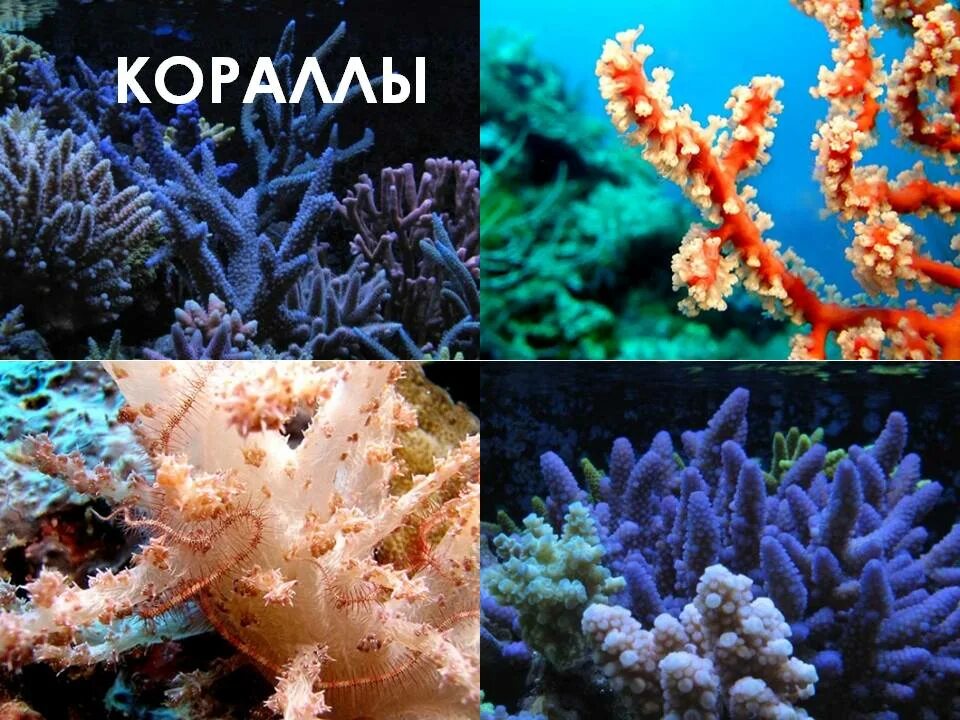 Коралловые рифы описание. Коралл Montastraea. Живые кораллы. Интересные кораллы. Кораллы презентация.