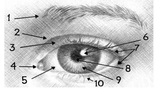 Строение глаза. Анатомия глаза. Угол глаза рисунок.