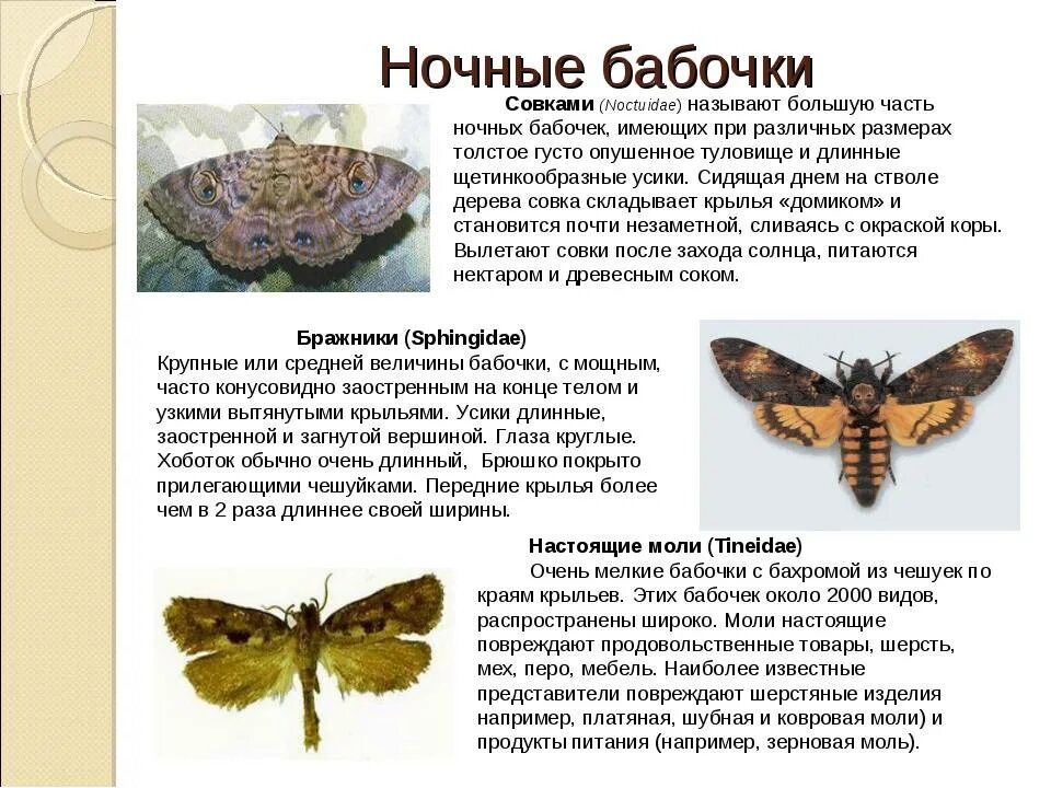 Мотылек описание
