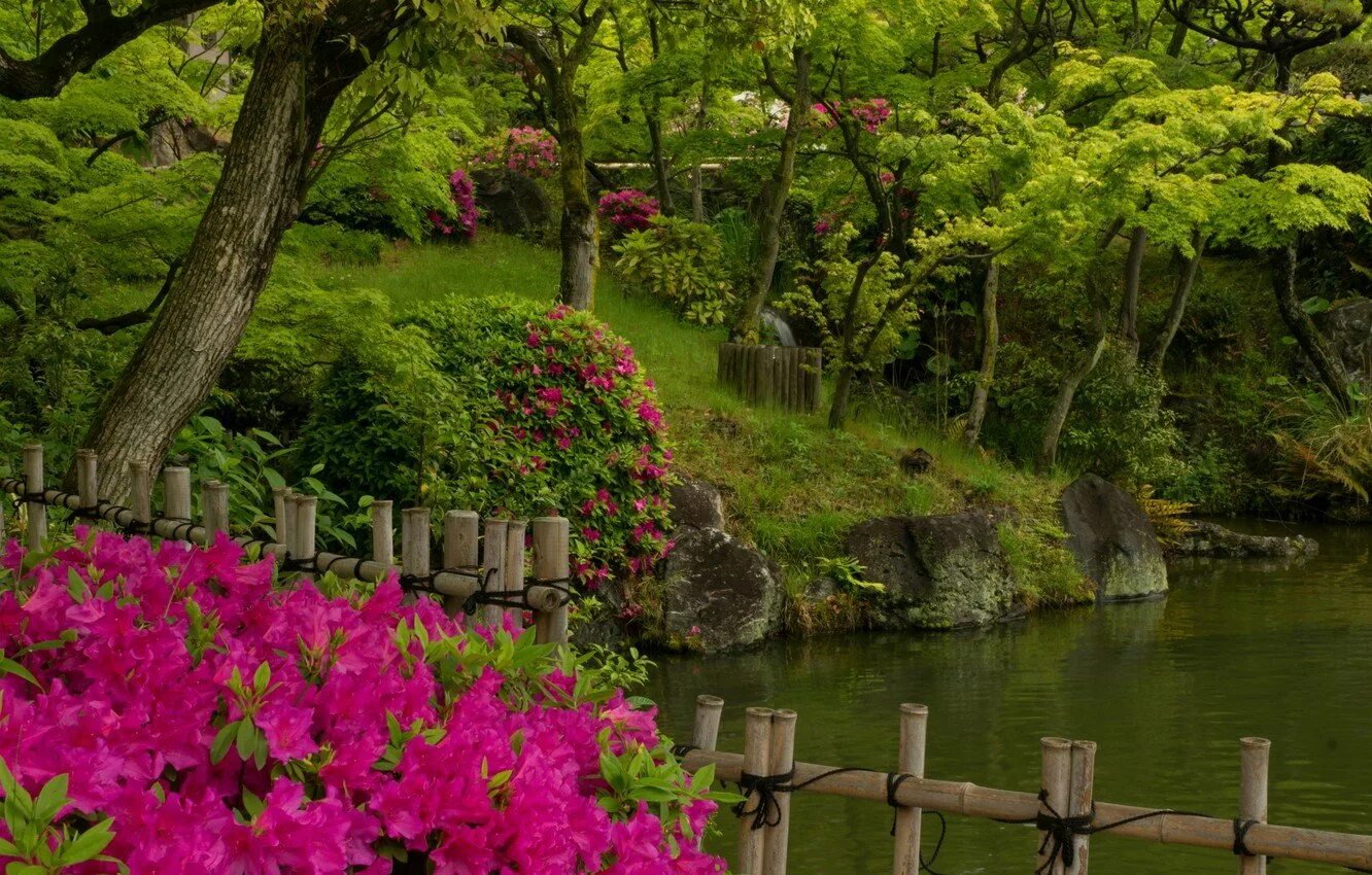 Киото. Сады рододендронов _Kyoto_Gardens_Rhododendron... Сад Кавати Фудзи. Парк Азалии Китай. Природа Кобе Япония. Сад ньютонов