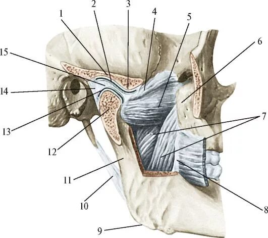 Соединение нижнечелюстной и височных костей. Анатомия сустава ВНЧС. Связки сустава ВНЧС. Связки височно-нижнечелюстного сустава анатомия. Височно-нижнечелюстной сустав анатомия.