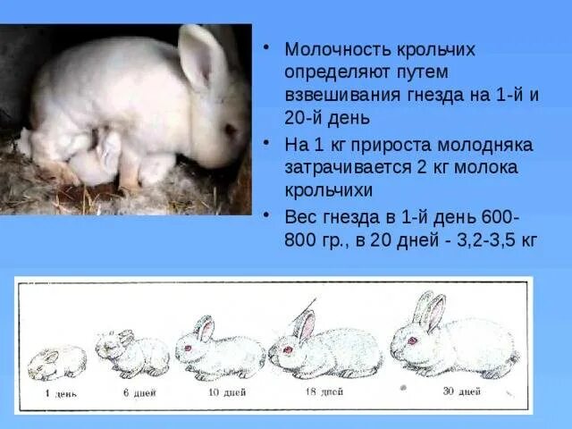 Кролик как отличить. Как определить Возраст кролика. Таблица для размножения кроликов. Как узнать Возраст кролика. Как понять Возраст кролика.