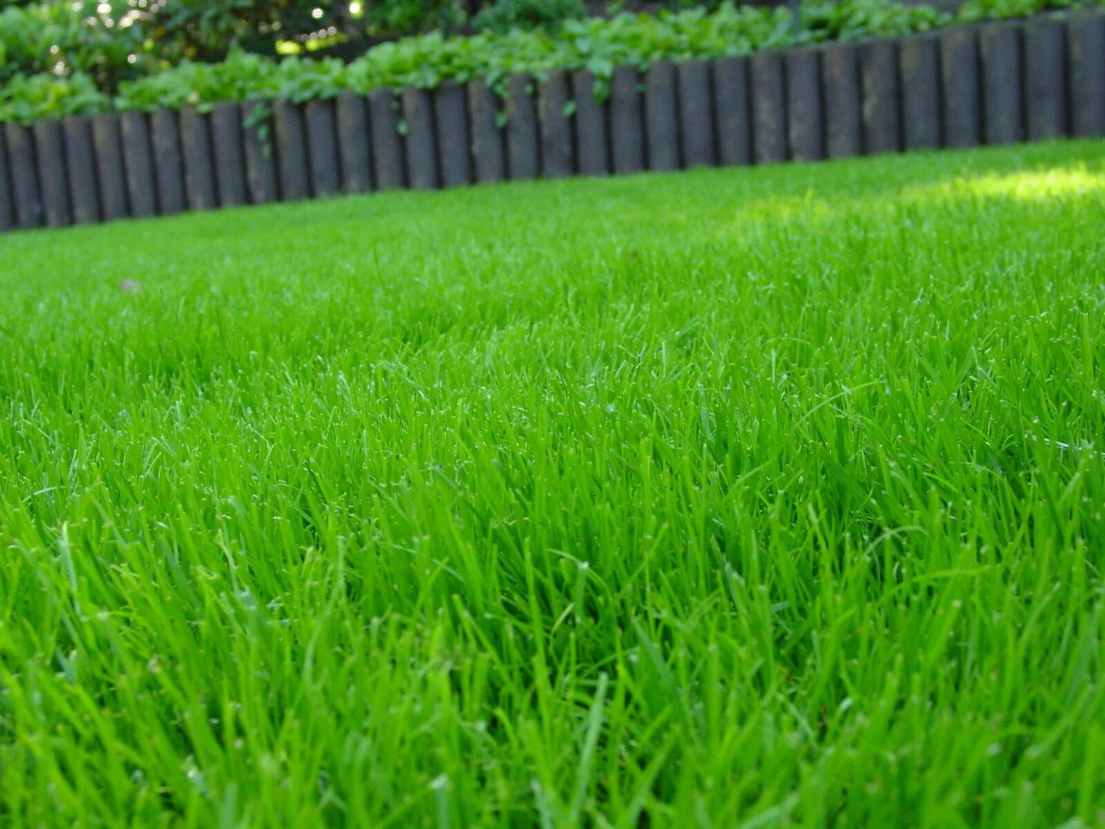 Газонная трава. Зеленый газон. Голландская газонная трава. Газонные травы сорта. Газонная трава купить в минске