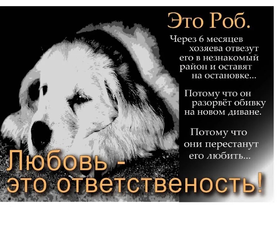 Любовь к животным цитаты. Бездомные собаки высказывание. афоризмы о бездомных животных. цитаты про бездомных животных. стихи про бездомных собак.