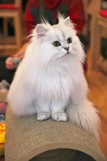 Шиншилла длинношерстная