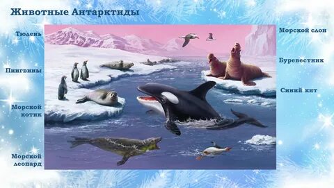 Животные живущие в антарктиде