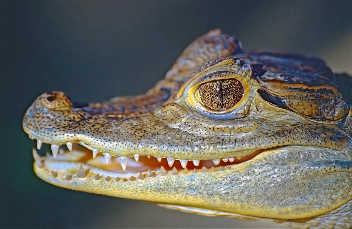 кайман южной америки. якарский кайман. крокодиловый кайман крокодилы. широкомордый кайман. гладколобый кайман шнайдера.