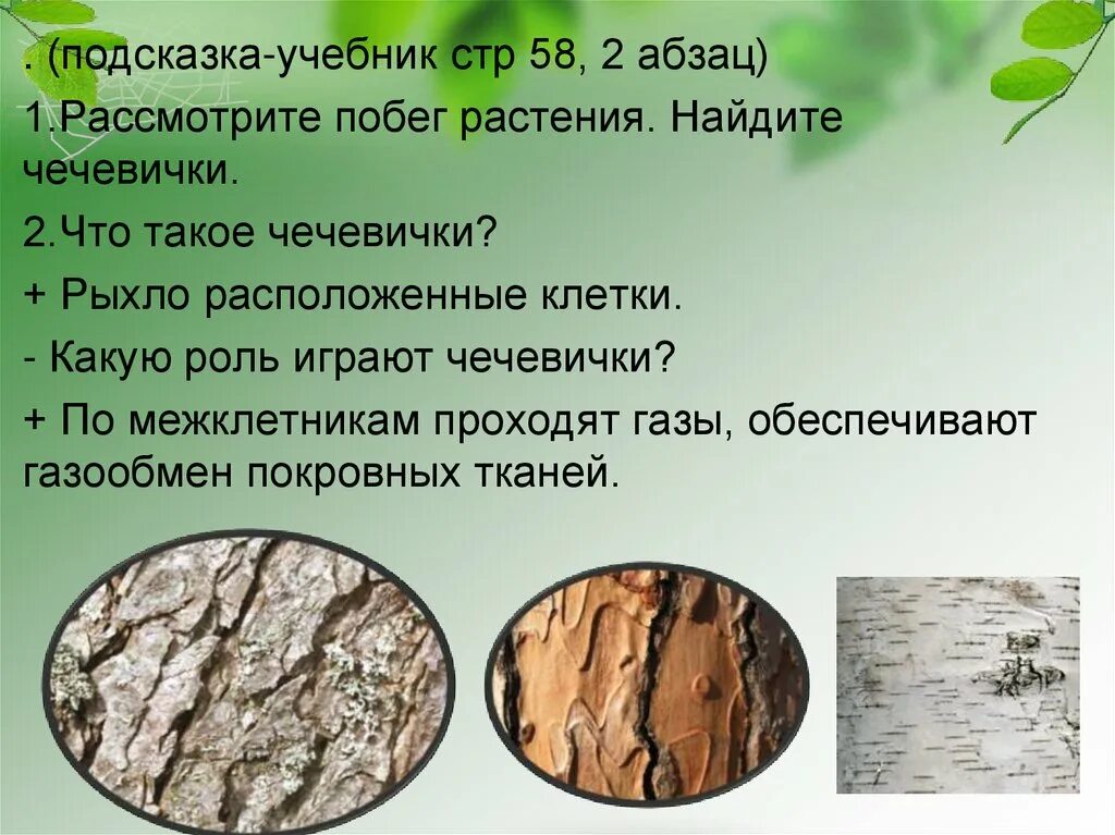 Какую функцию выполняют чечевички. Чечевичка роль. рыхло расположенные клетки чечевички. какую роль в жизни растения играют чечевички. роль чечевичек в жизни дерева.