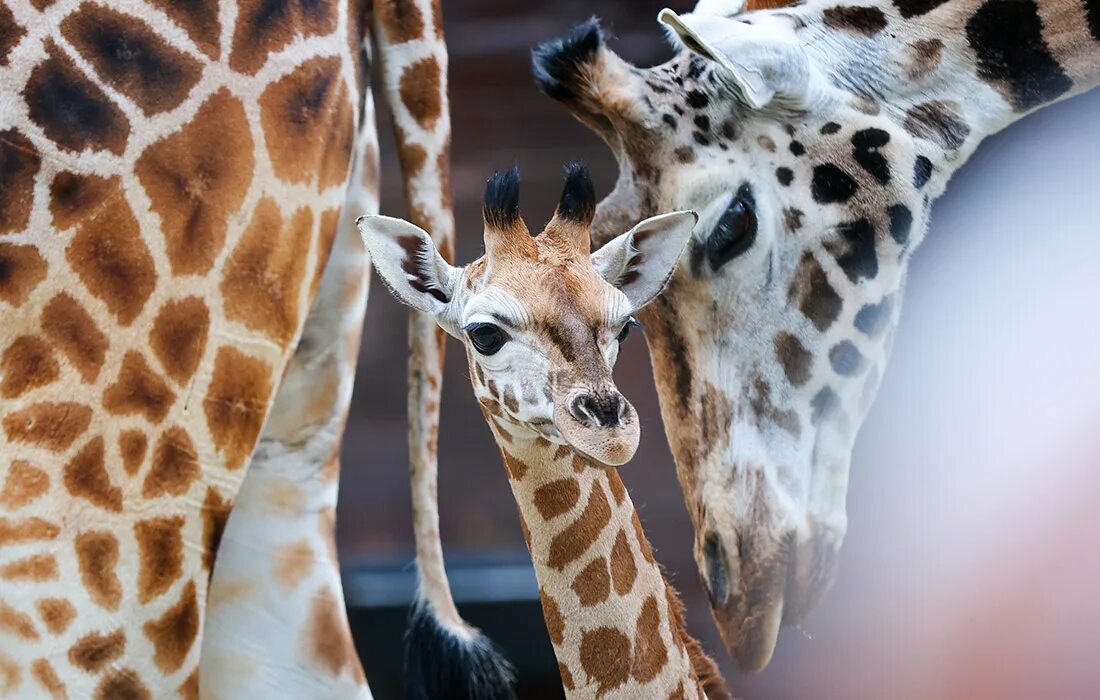 Жирафы. Жираф с детенышем. Жираф в зоопарке. Детеныши Жирафов.