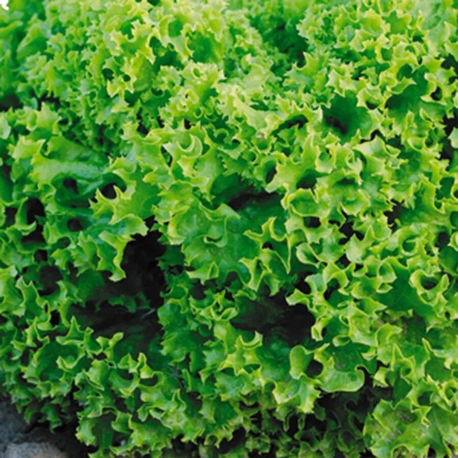 Зелень на м. Салат Изумрудное кружево НК. Салат Изумрудное кружево листовой 1г НК. Кресс трава. Семена салат Изумрудное кружево.