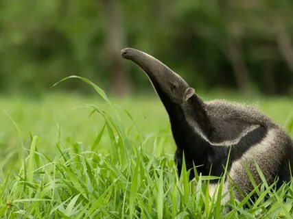 Anteater