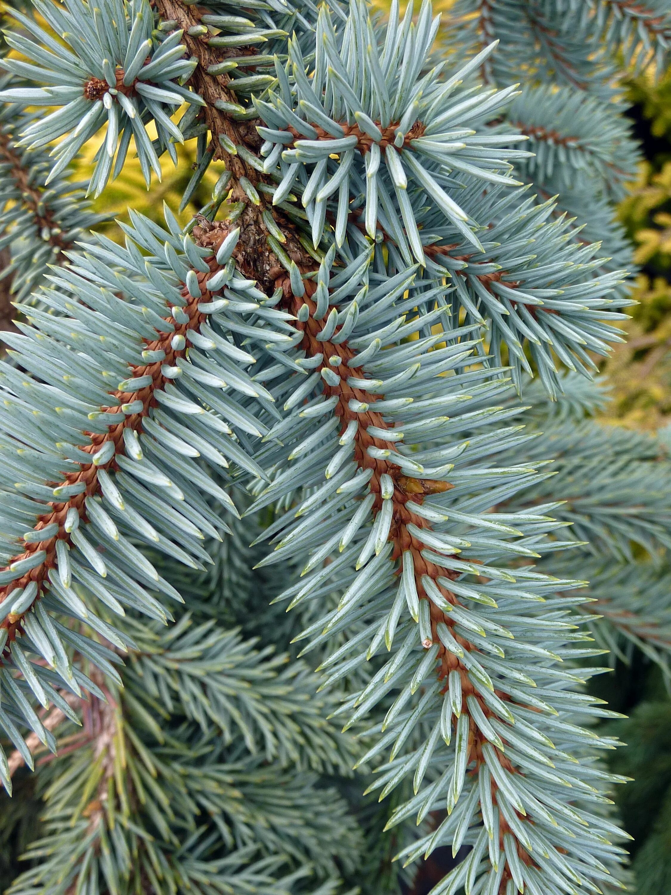 Ель голубая хвоинки. Ель аянская голубая. Ель пунгенс блаукиссен. Пихта высокорослая глаука. Ель колючая балатон.