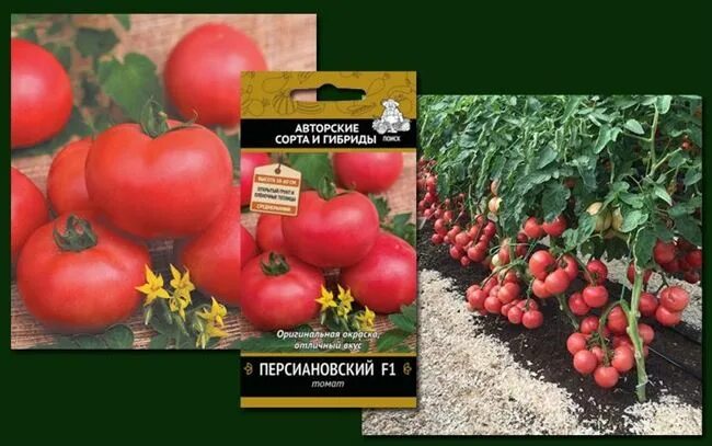 Томат персиановский f1. Помидоры персиановский розовый. Помидор сорт персиановский. Томат персиановский характеристика и описание. Томат персиановский f1.
