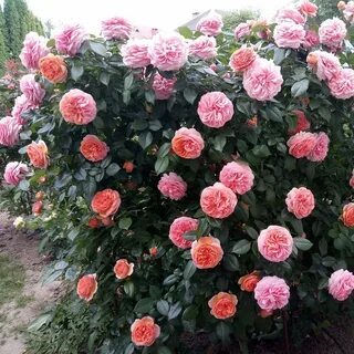 Сорта парковых