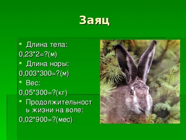 Сколько зайчиком лет. Продолжительность жизни животных заяц. Продолжительность жизни зайца. Заяц в жизни. Заяц длина тела.