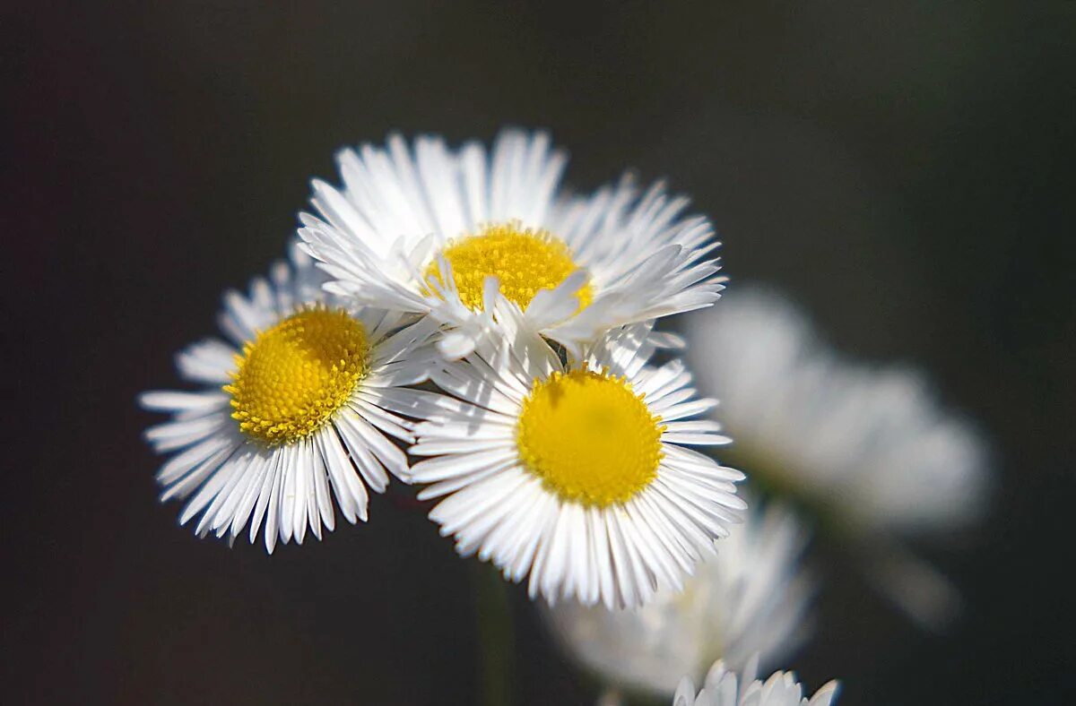 ромашка для детей. контакты ромашка. обои ромашки 4к. контакты ромашка. контакты ромашка.