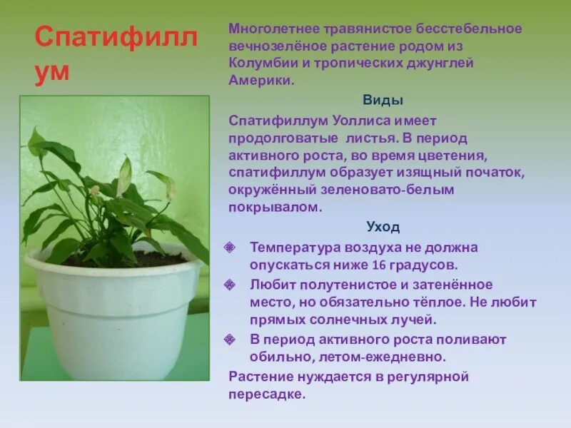 Комнатные растения информация. Комнатное растение спатифиллум. родина спатифиллума комнатного растения. спатифиллум уоллиса родина растения.