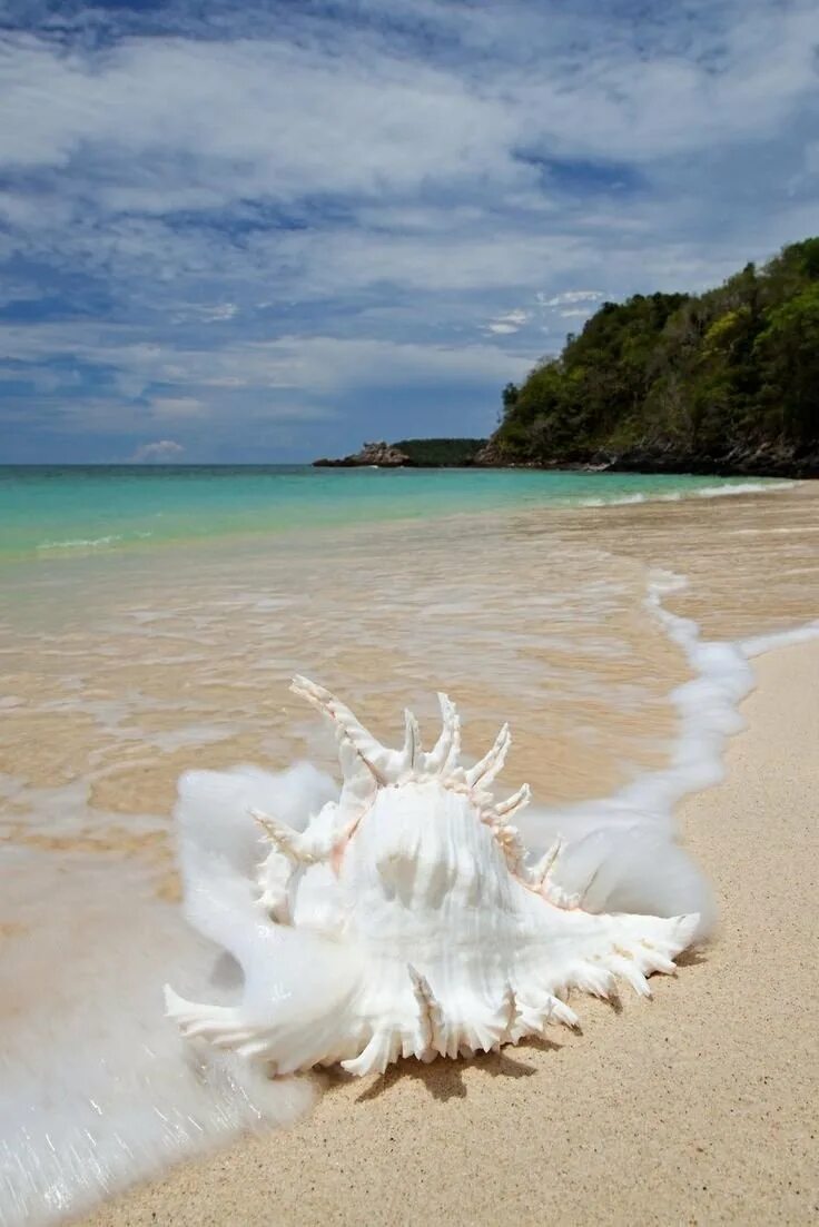Белоснежный пляж. Море ракушки. Красивые морские раковины. Красивые ракушки.