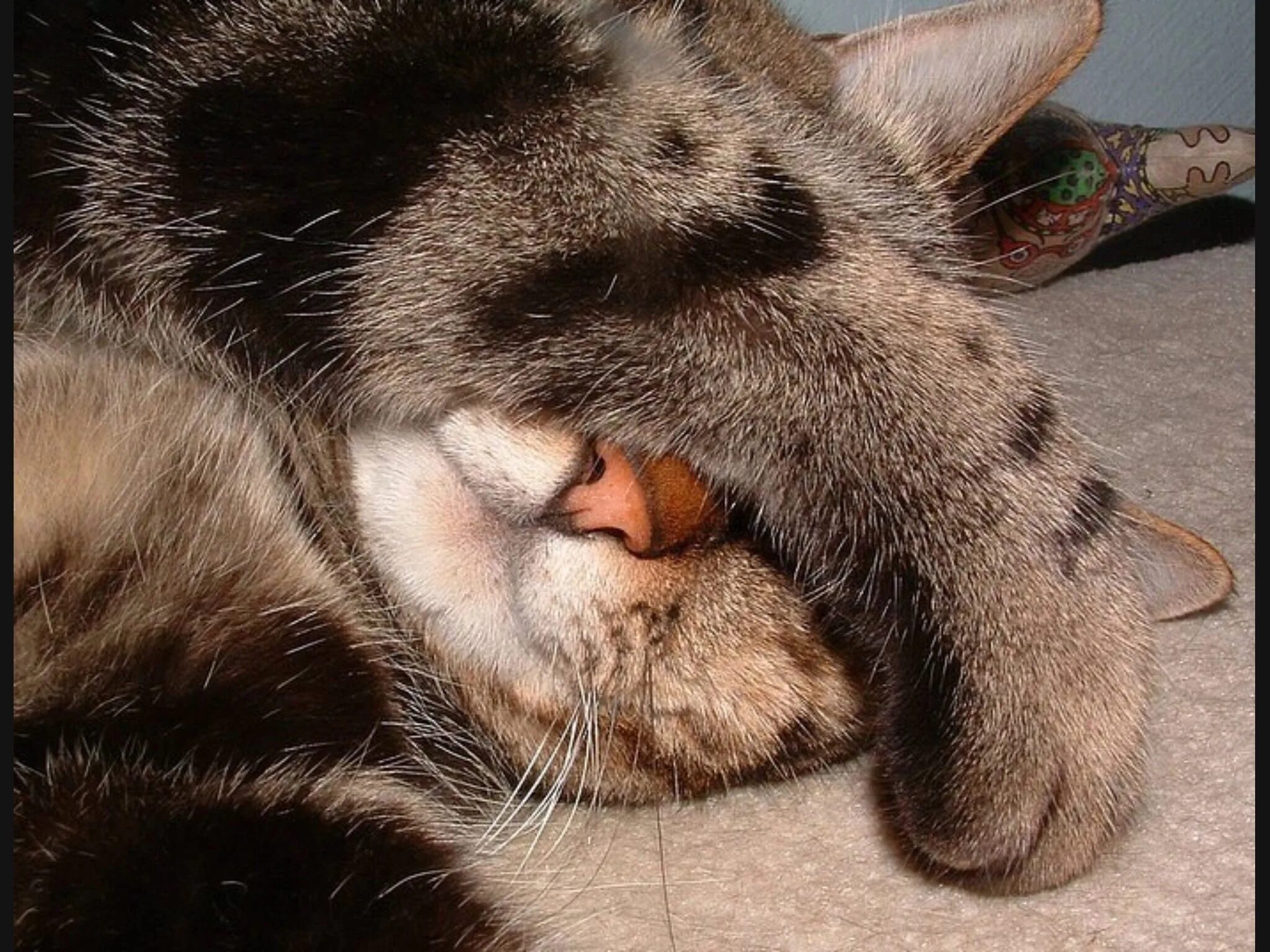 милые коты. спящие котики. спящие кот и кошка. спящие коты. спящий кот.