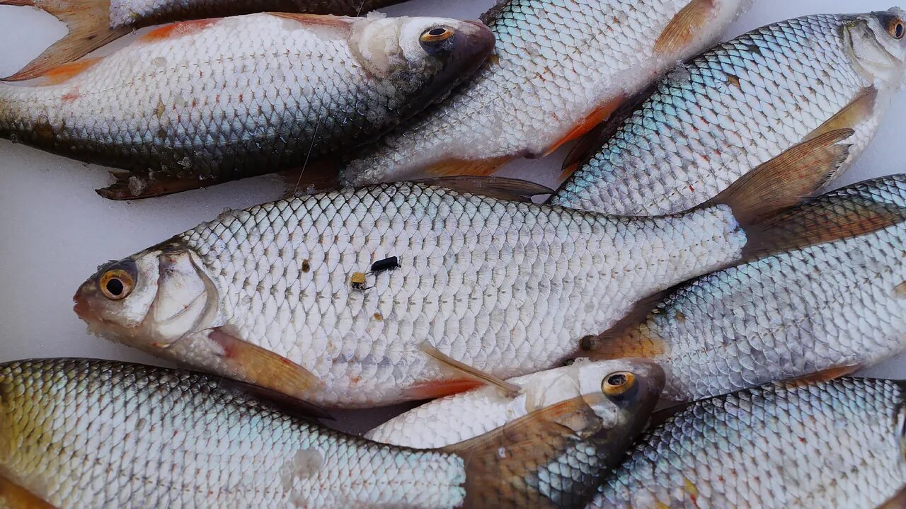 сорога и плотва. сорога мороженая. ловля сороги. чебак и плотва. плотва рыбинка мормышка.